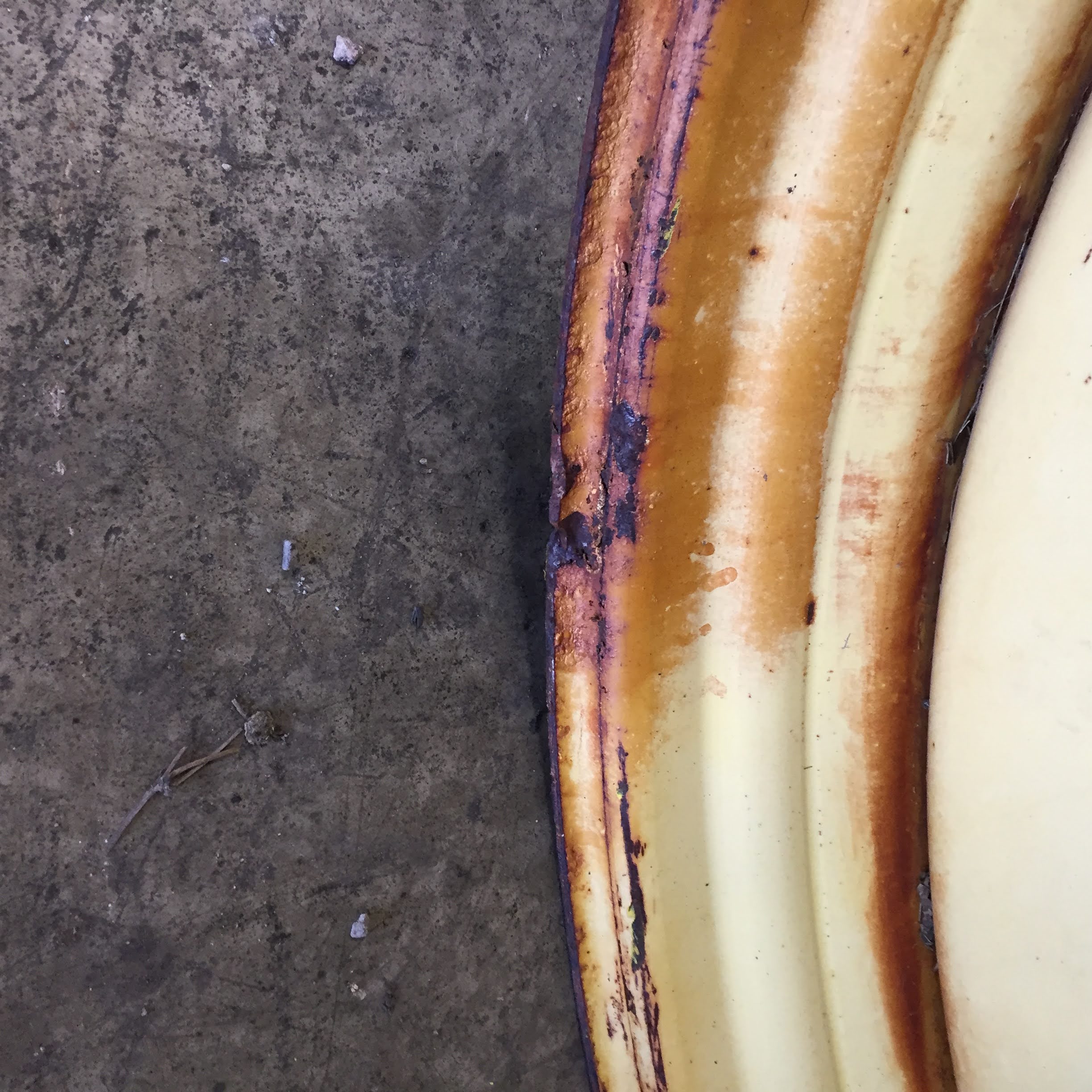 50''D x 12''W Stub Disc Wheel S003079